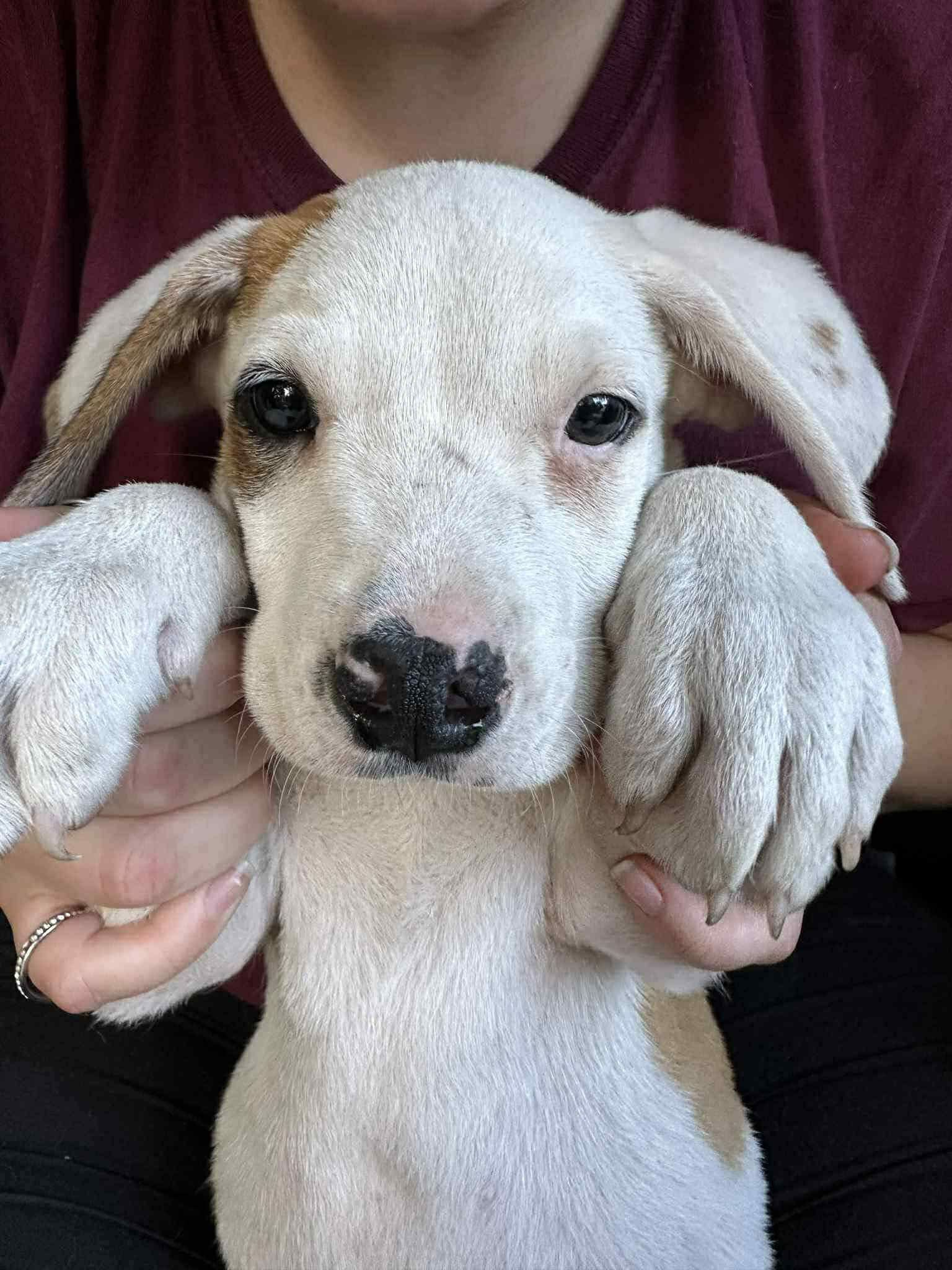 Bowie, Baby Male unknown