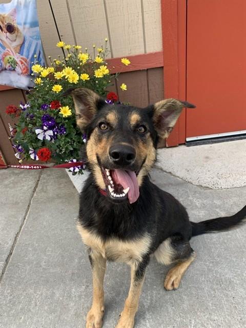 Enlarge PEPPER, a Adoptable mixed breed in Fairbanks, AK image 1/1