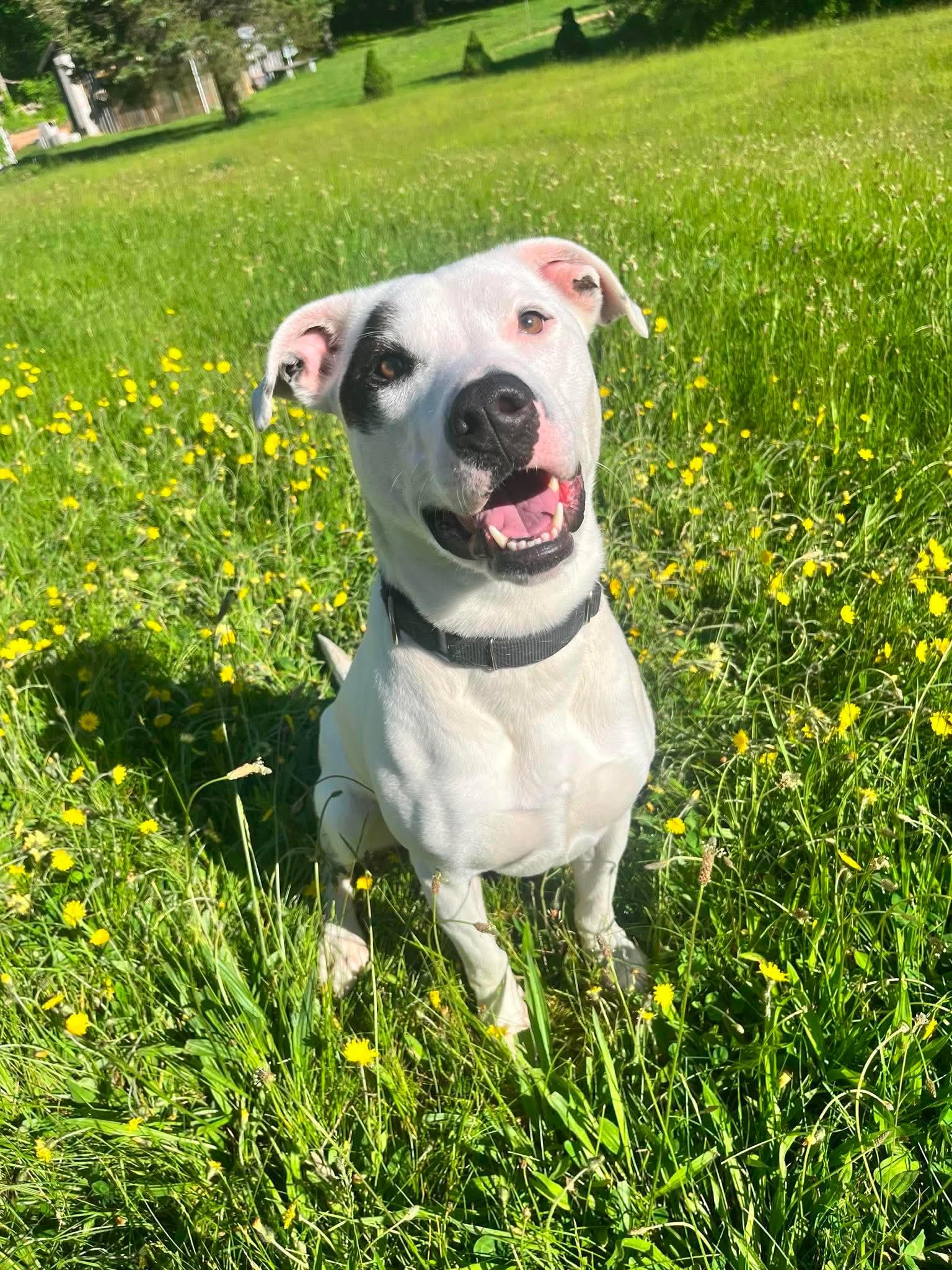 Wilma, adoptable, Young Female Boxer.