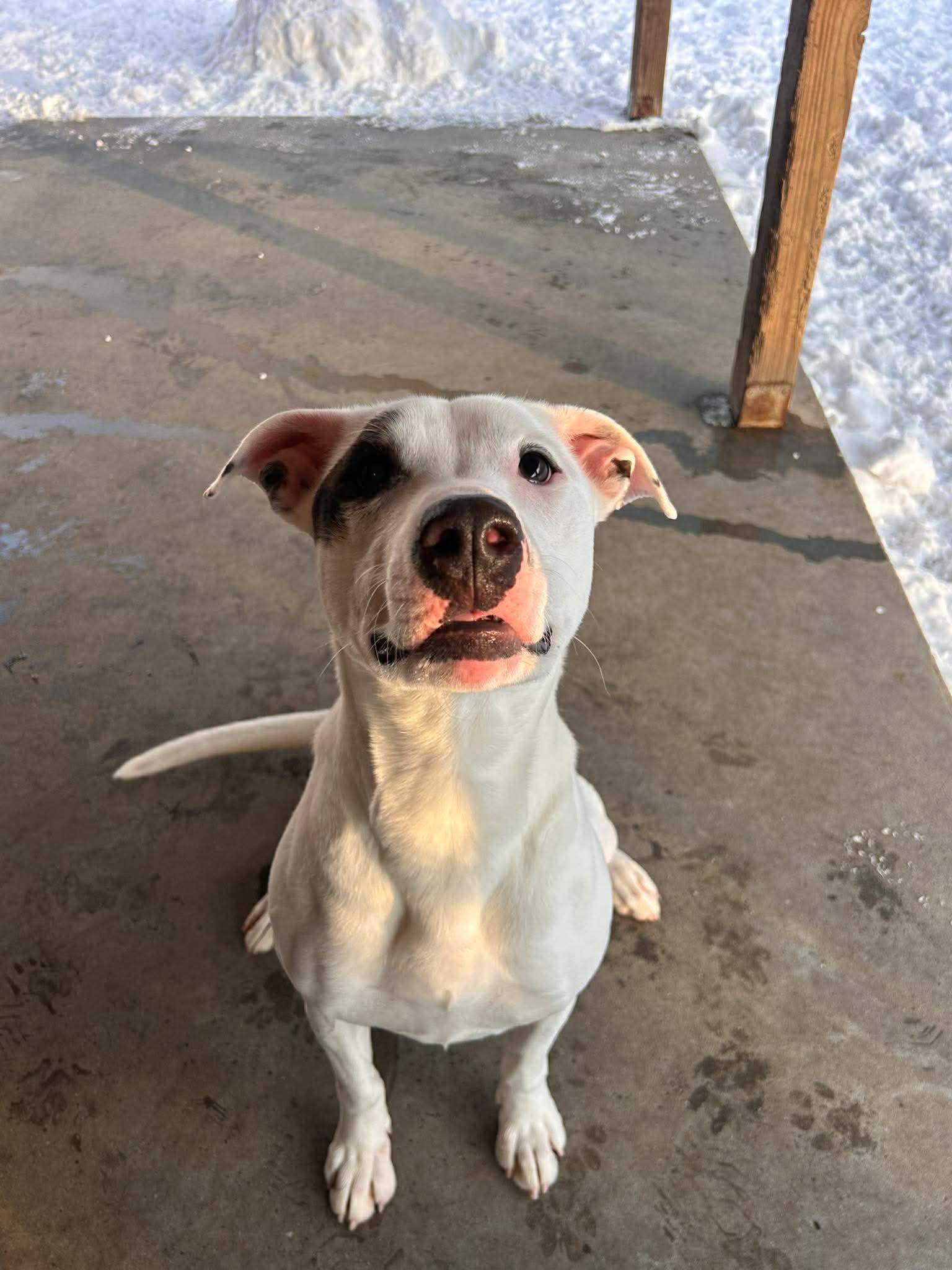 Wilma, Adoptable, Young Female Boxer.