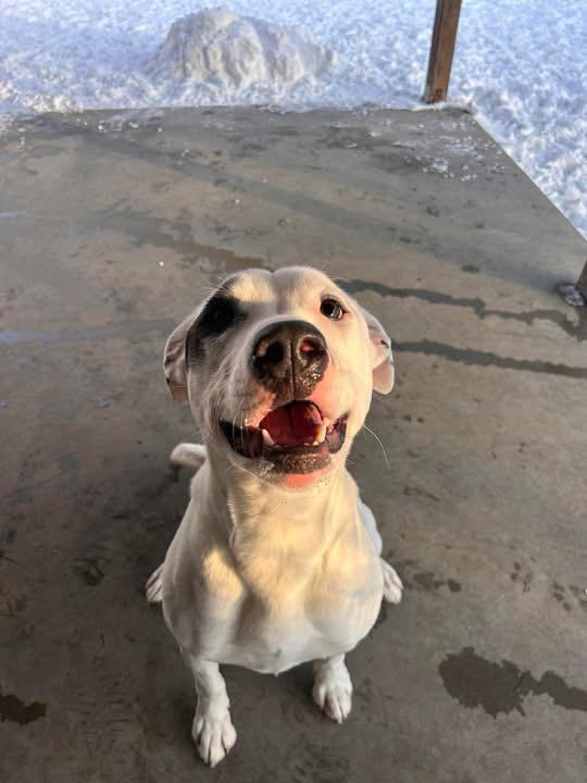 Enlarge Wilma, a Adoptable mixed breed in Griswold, CT image 6/6