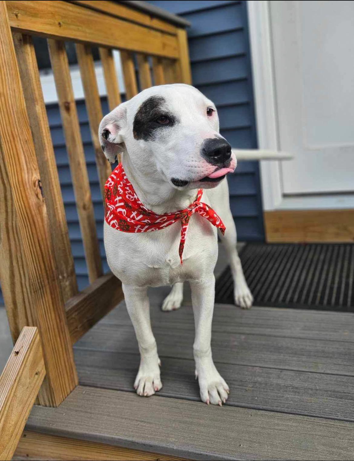 Wilma, a Adoptable mixed breed in Griswold, CT image 3/5