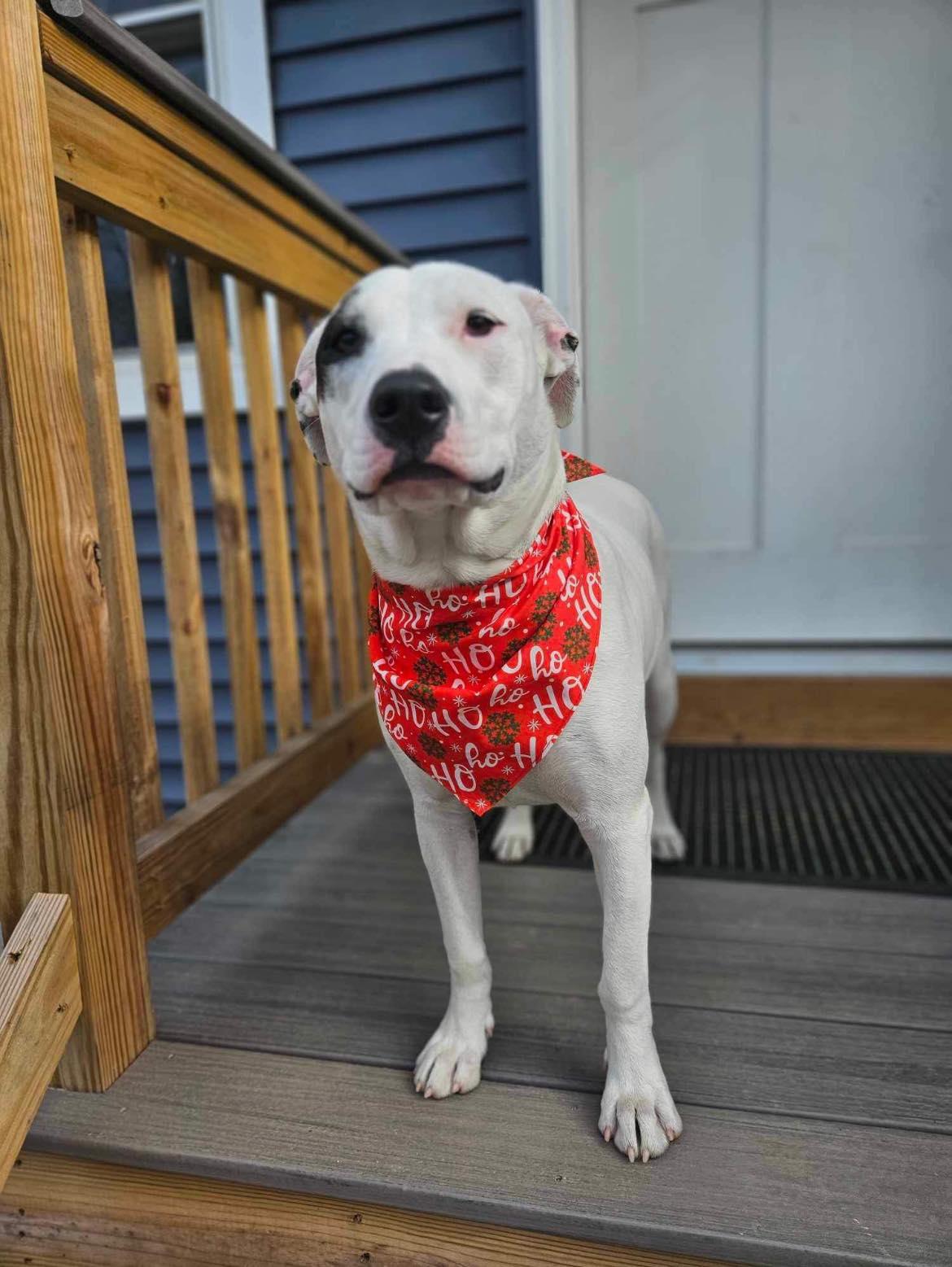 Wilma, a Adoptable mixed breed in Griswold, CT image 4/5
