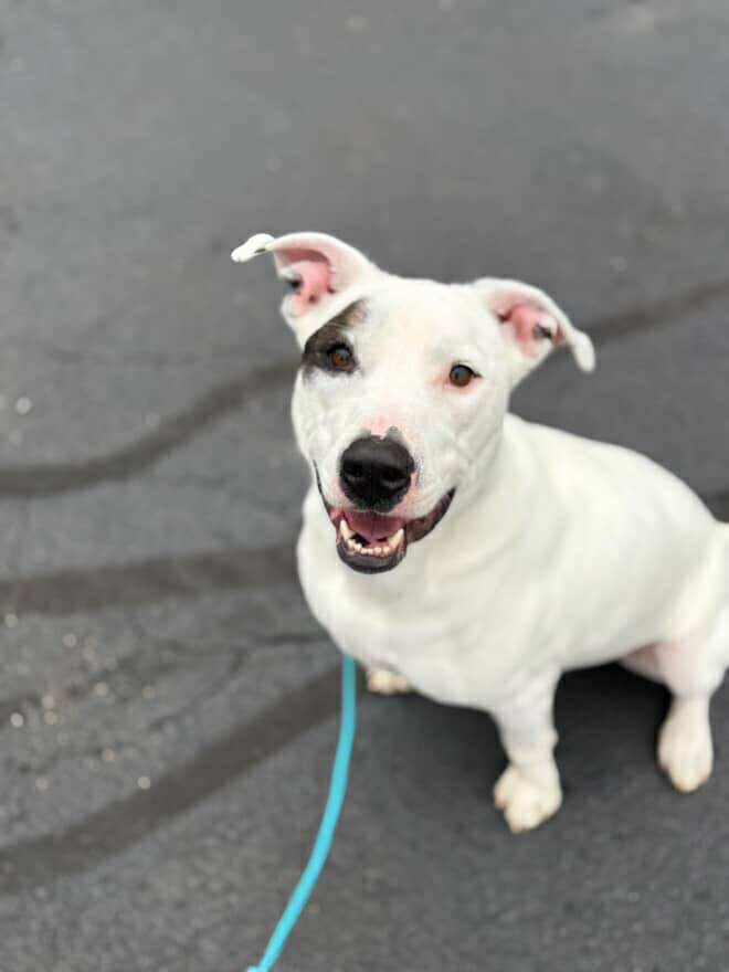 Wilma, a Adoptable mixed breed in Griswold, CT image 2/5