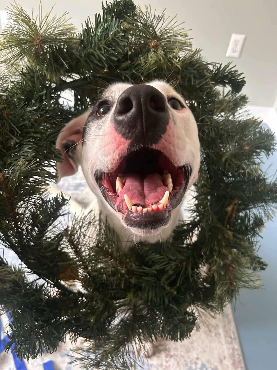 Wilma, a Adoptable mixed breed in Griswold, CT image 1/5