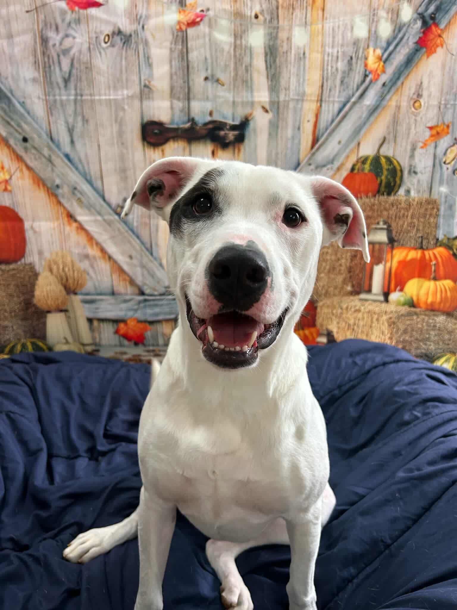 Wilma, a Adoptable mixed breed in Griswold, CT image 5/5