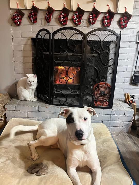 Enlarge Wilma, a Adoptable mixed breed in Griswold, CT image 5/6