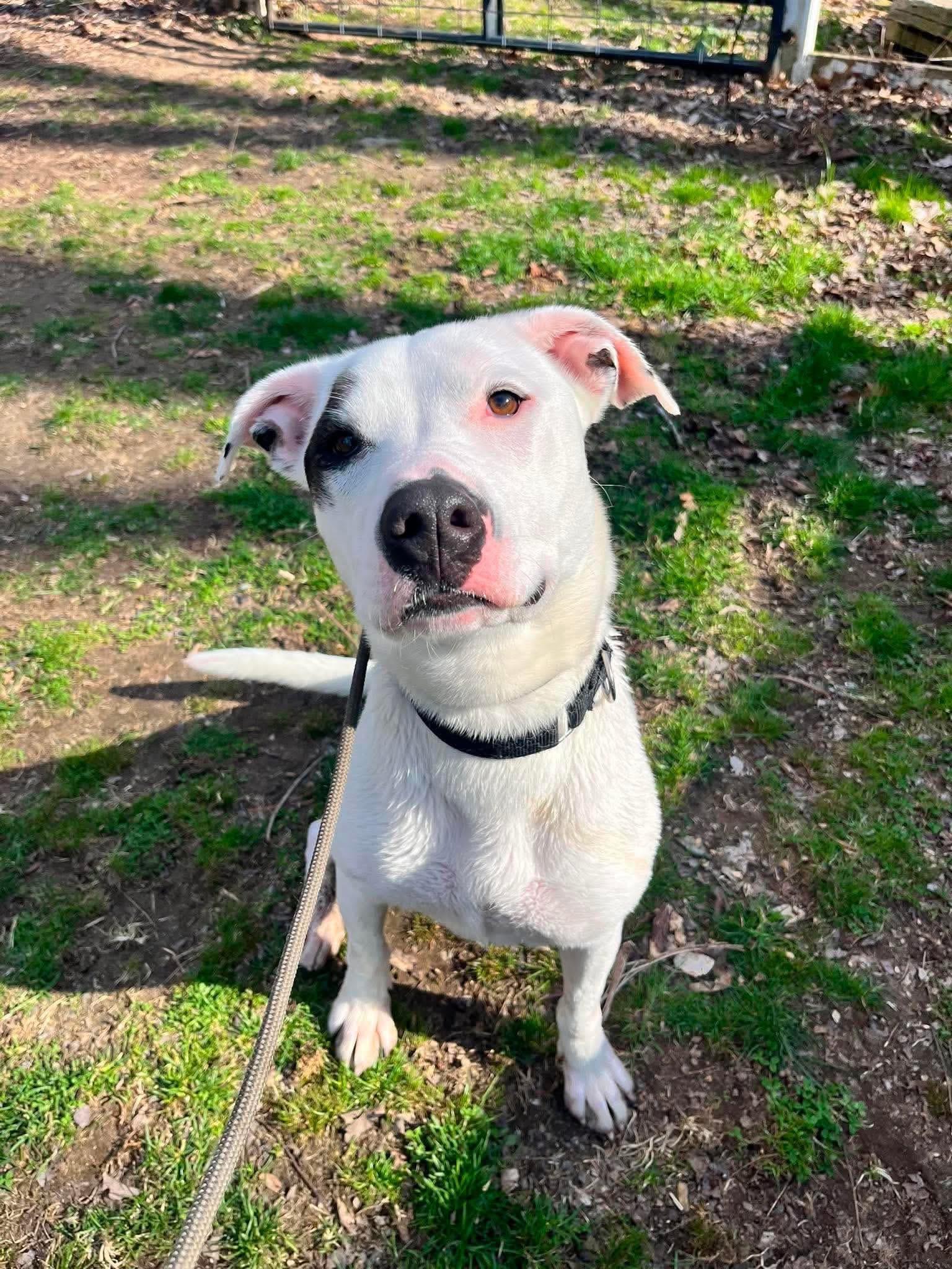 Wilma, adoptable, Young Female Boxer.