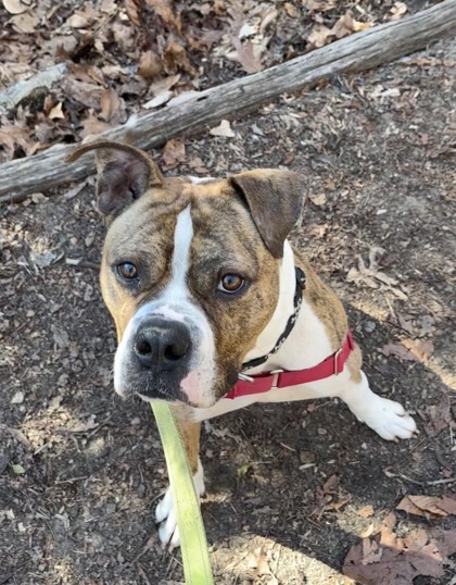 Bahama Breeze, an adoptable Boxer, Pit Bull Terrier in Annapolis, MD, 21403 | Photo Image 3
