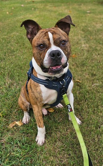 Bahama Breeze, an adoptable Boxer, Pit Bull Terrier in Annapolis, MD, 21403 | Photo Image 1