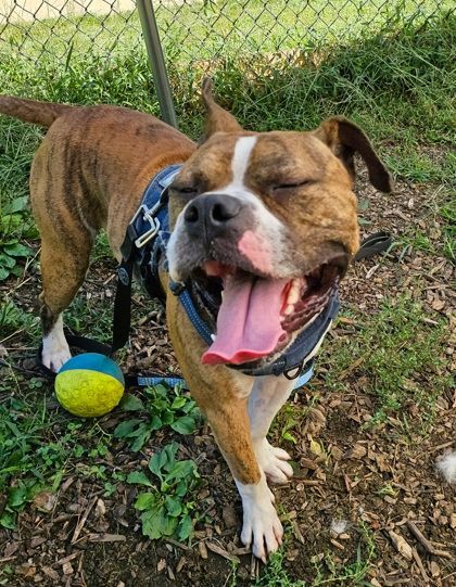 Bahama Breeze, an adoptable Boxer, Pit Bull Terrier in Annapolis, MD, 21403 | Photo Image 2
