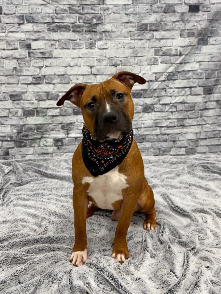 Rooney, Adoptable, Young Male American Bulldog & Mixed Breed.