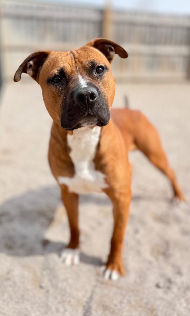 Enlarge Rooney, a Adoptable mixed breed in Muskegon, MI image 2/3