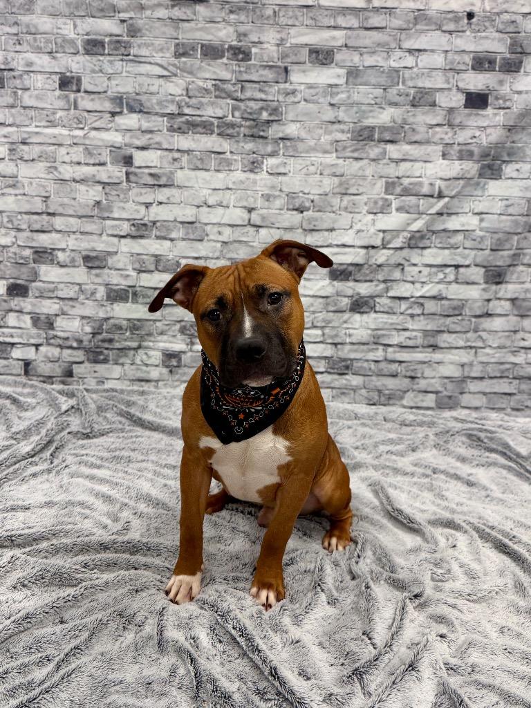 Enlarge Rooney, a Adoptable mixed breed in Muskegon, MI image 2/2