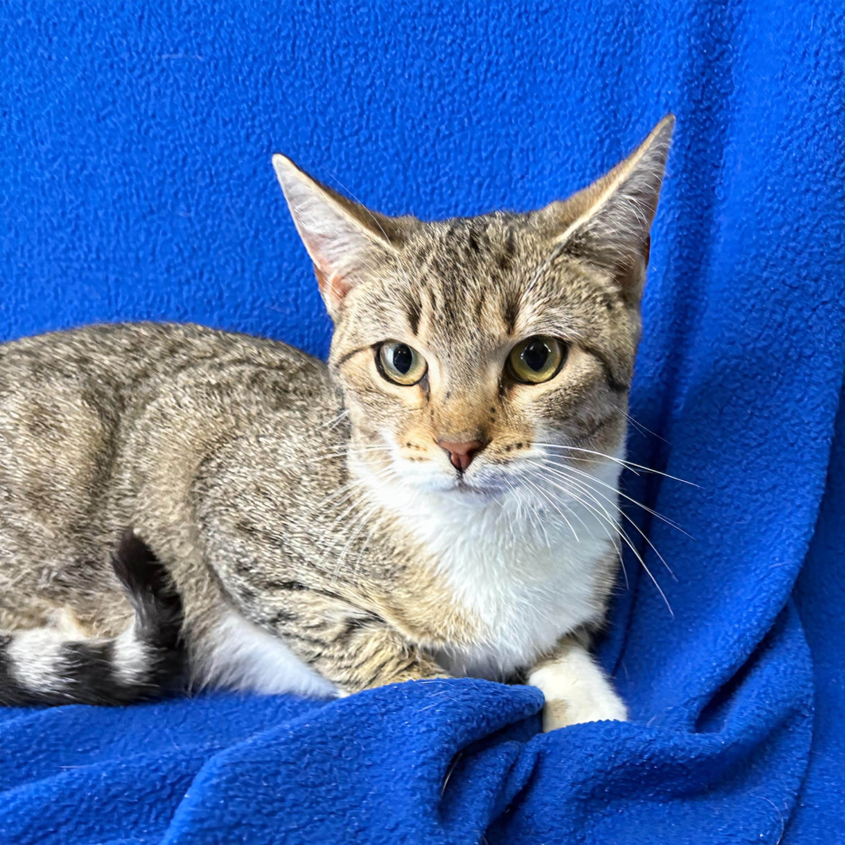 Rita, a ADOPTABLE Domestic Short Hair in Valdosta, GA image 1/2