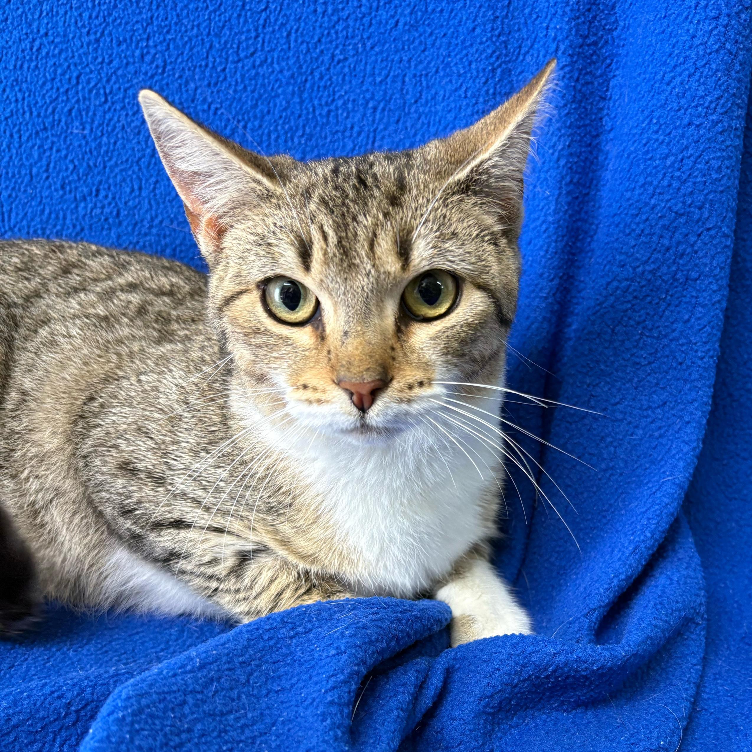 Rita, ADOPTABLE, Kitten Female Domestic Short Hair.