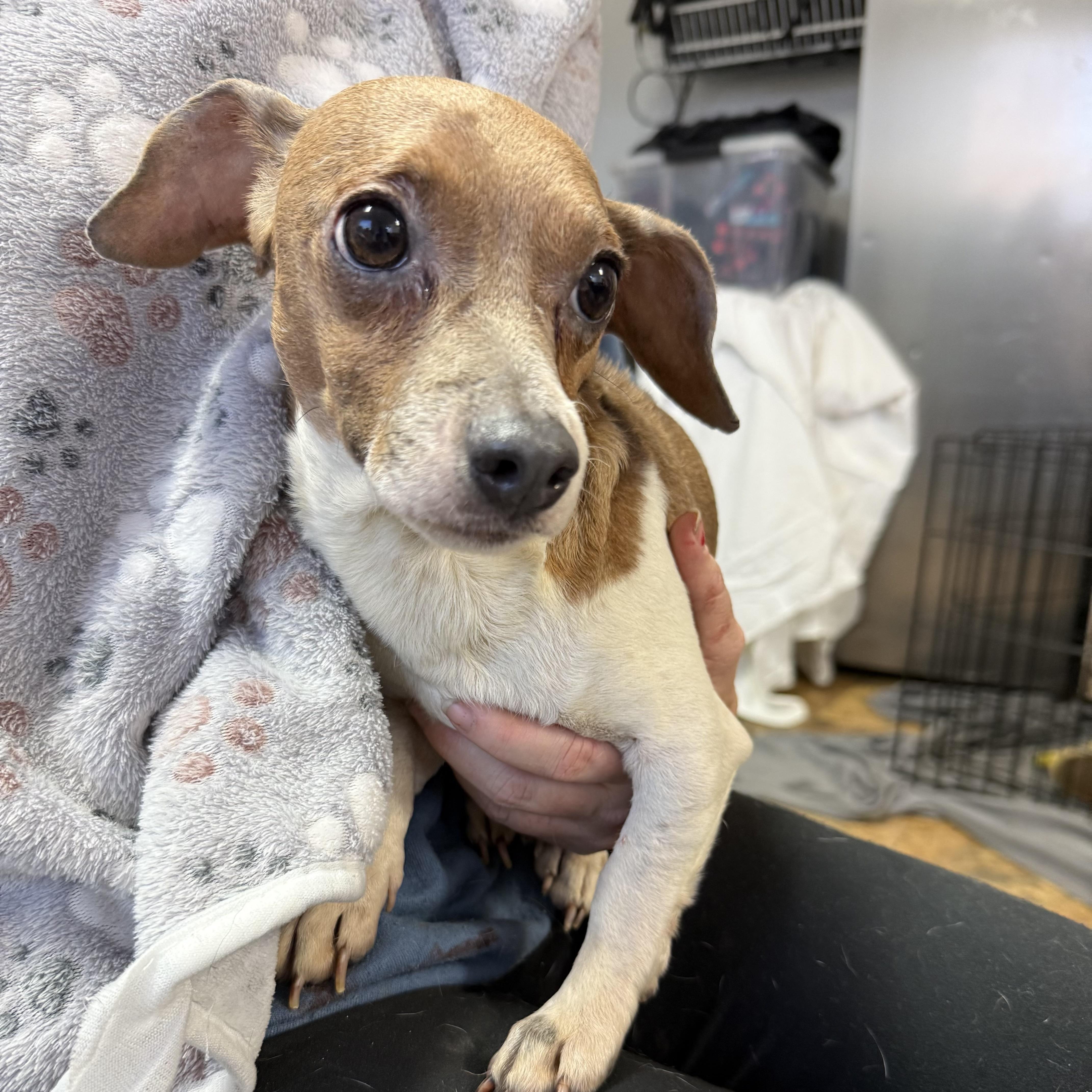 Patriot — thumbnail 2