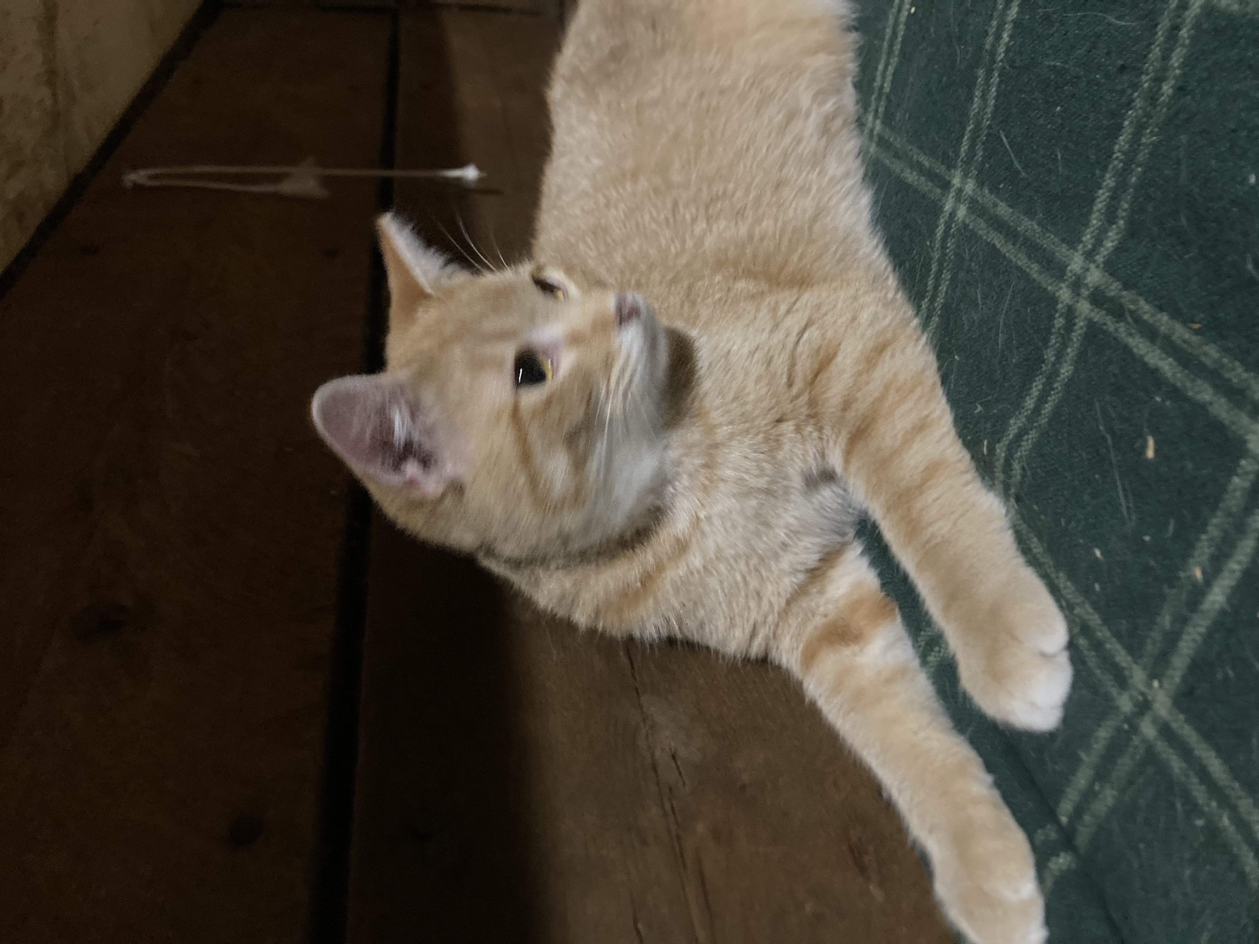 Zonda (Lisa-fostered in New England)