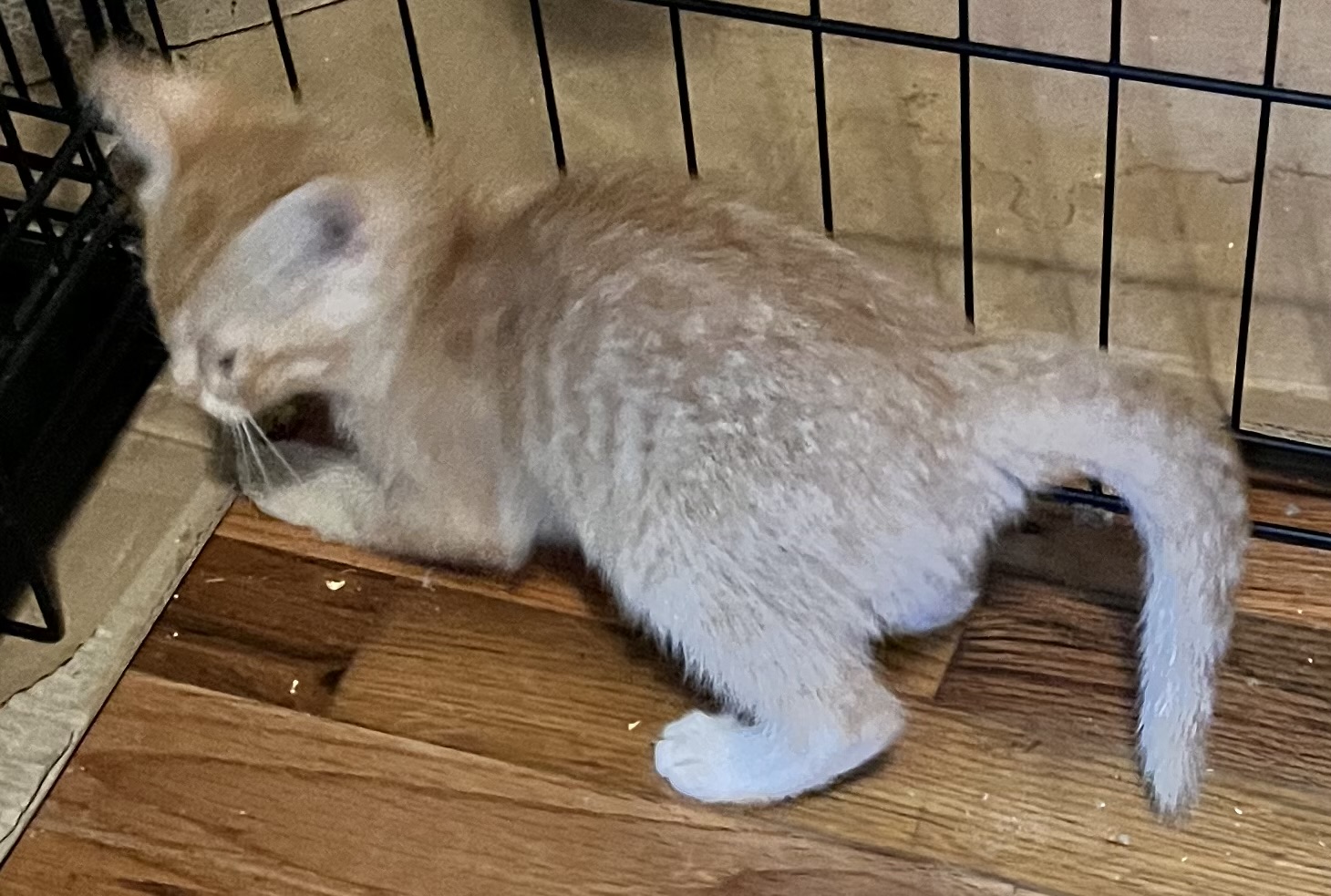 Zonda (Lisa-fostered in New England) 6