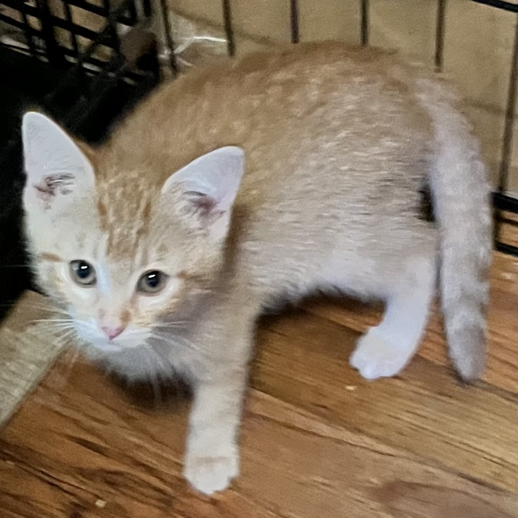 Zonda (Lisa-fostered in New England) 4