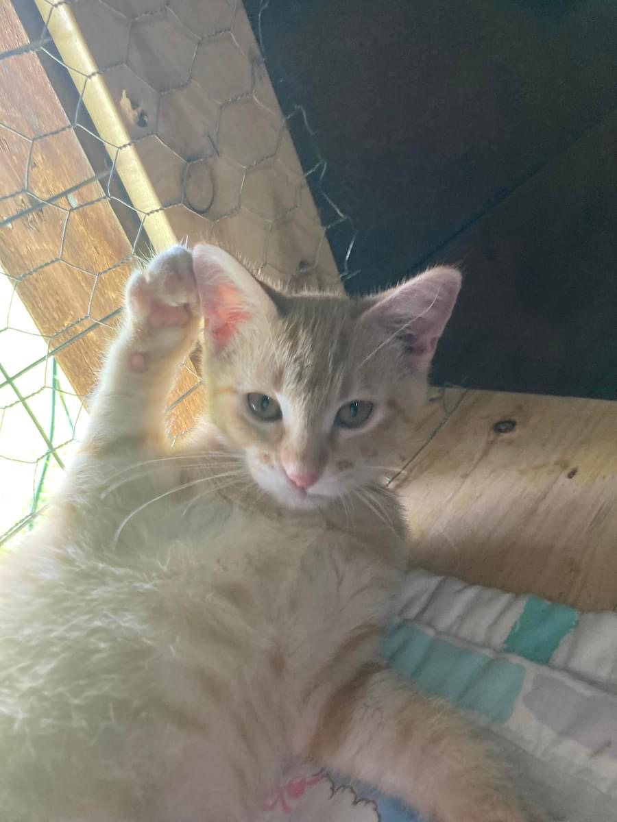Zonda (Lisa-fostered in New England) 3