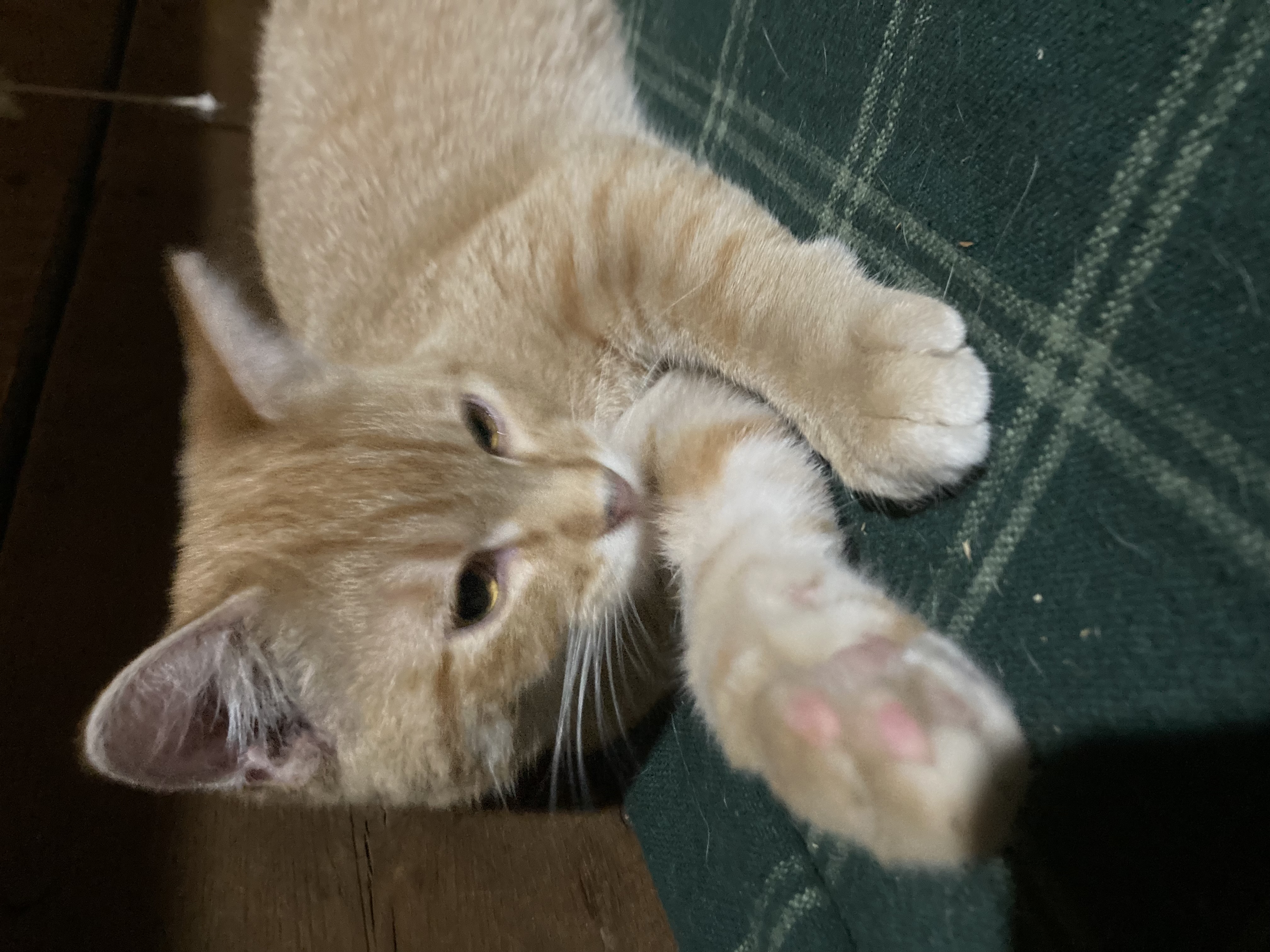 Zonda (Lisa-fostered in New England) 2