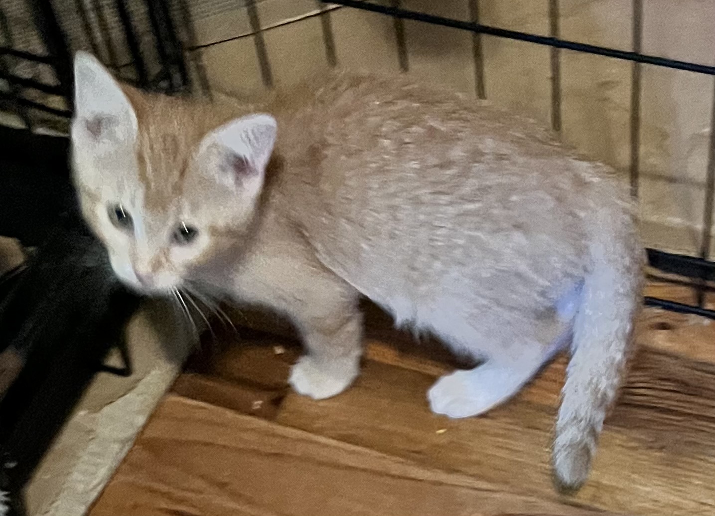 Zonda (Lisa-fostered in New England) 5