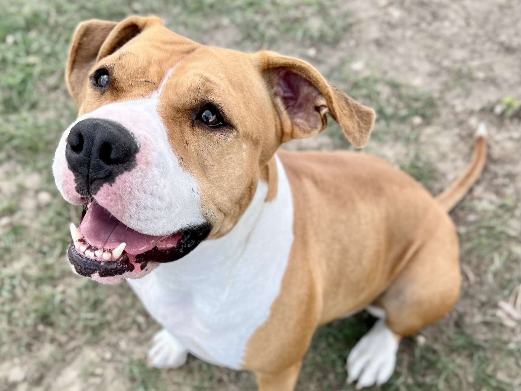 Darling, an adoptable Mixed Breed in Georgetown, TX image 6/6