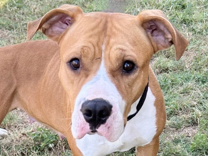 Darling, an adoptable Mixed Breed in Georgetown, TX image 2/6