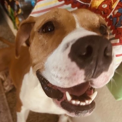 Darling, an adoptable Mixed Breed in Georgetown, TX image 5/6