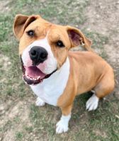 Darling, adoptable, Adult Female Mixed Breed.