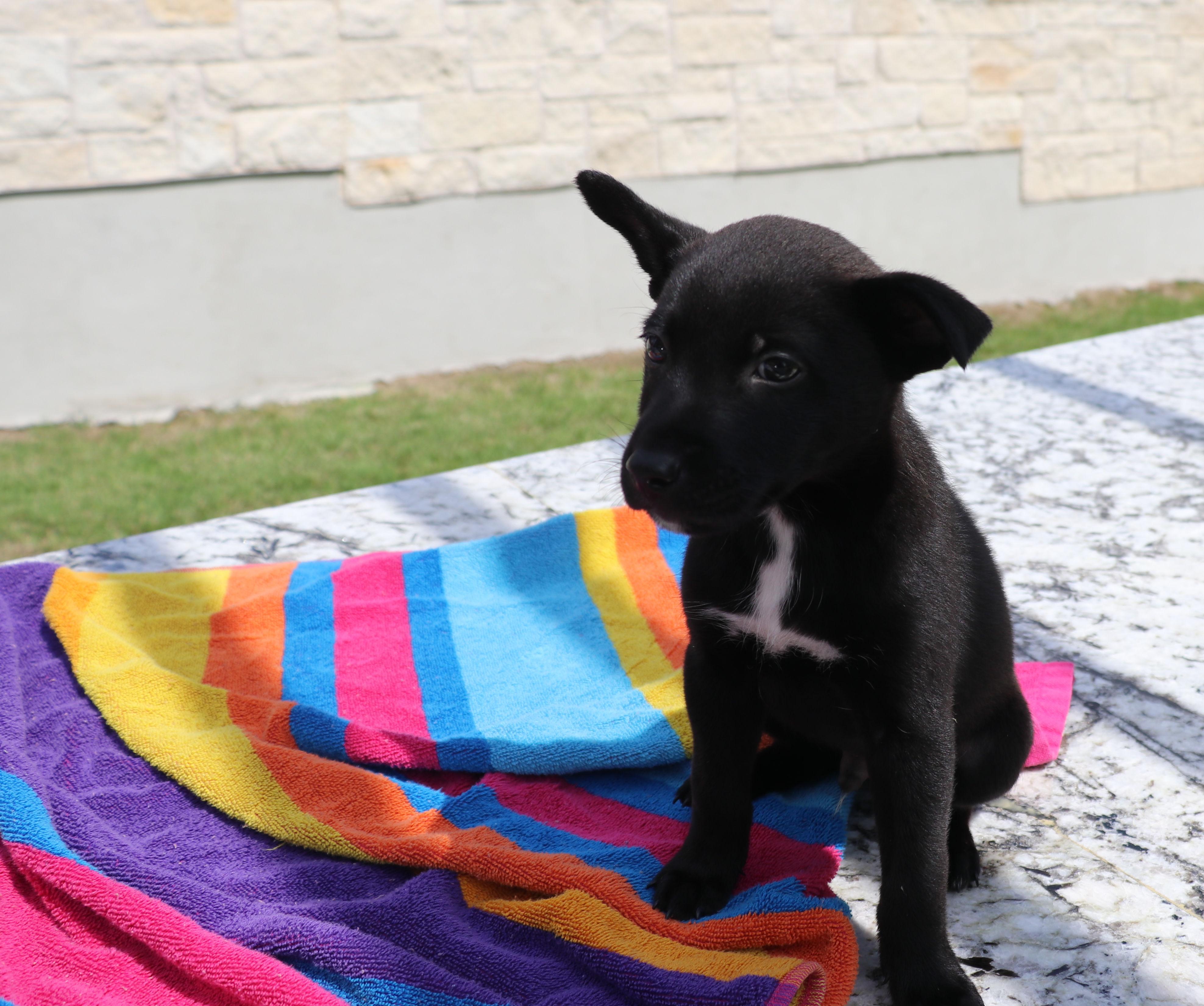 Enlarge Ne-Yo, an adopted mixed breed in Pflugerville, TX image 2/6