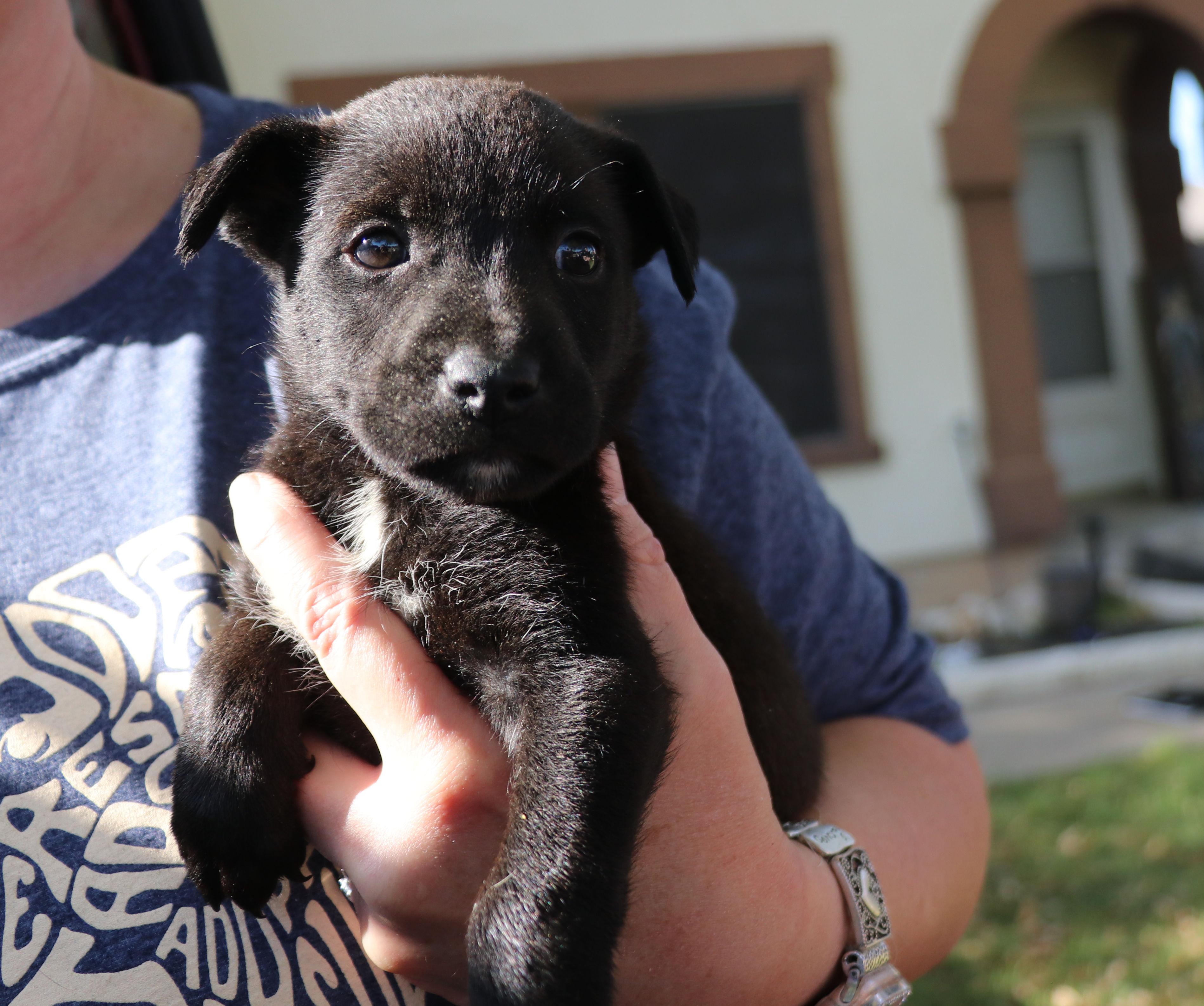 Enlarge Ne-Yo, an adopted mixed breed in Pflugerville, TX image 6/6
