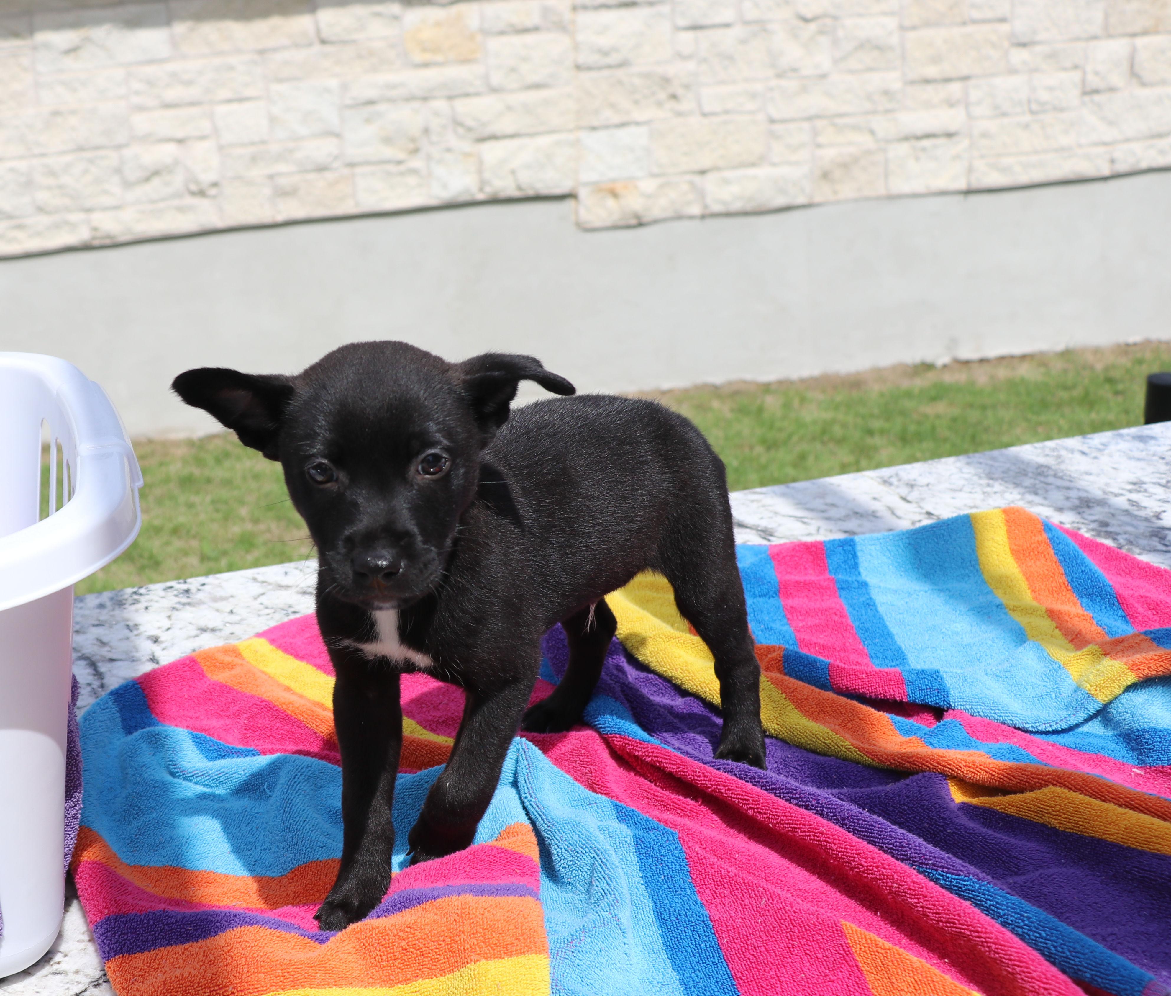 Enlarge Ne-Yo, an adopted mixed breed in Pflugerville, TX image 3/6