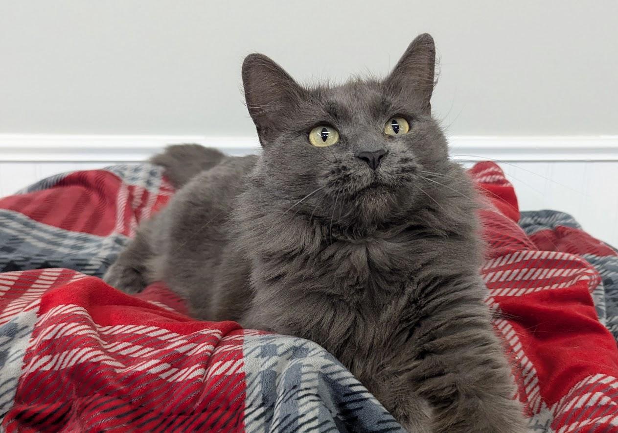 Enlarge Astrid, a Adoptable Domestic Long Hair in Monroe, MI image 1/3