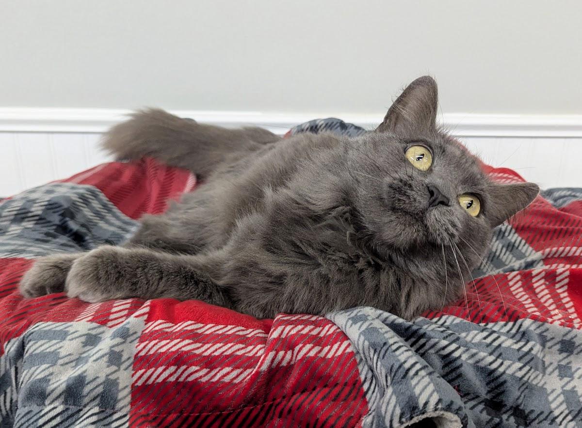 Enlarge Astrid, a Adoptable Domestic Long Hair in Monroe, MI image 3/3