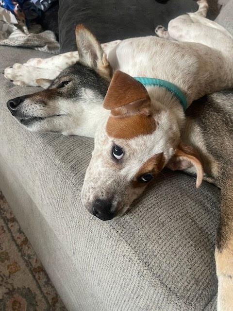 Rubble, a ADOPTABLE mixed breed in Spring hill, TN image 6/6