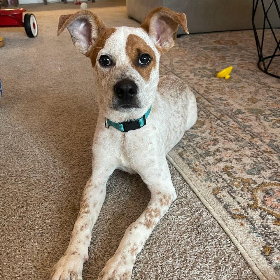 Rubble, a ADOPTABLE mixed breed in Spring hill, TN image 2/6