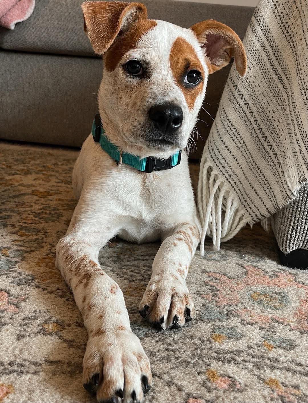 Rubble, ADOPTABLE, Puppy Male Australian Cattle Dog / Blue Heeler & Mixed Breed.