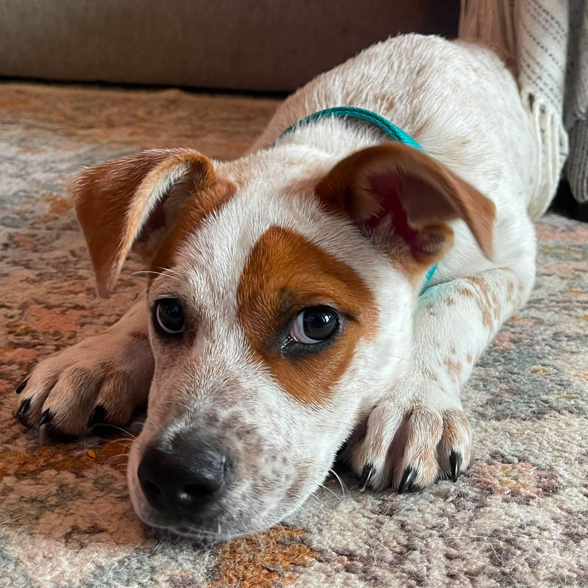 Rubble, a ADOPTABLE mixed breed in Spring hill, TN image 2/5