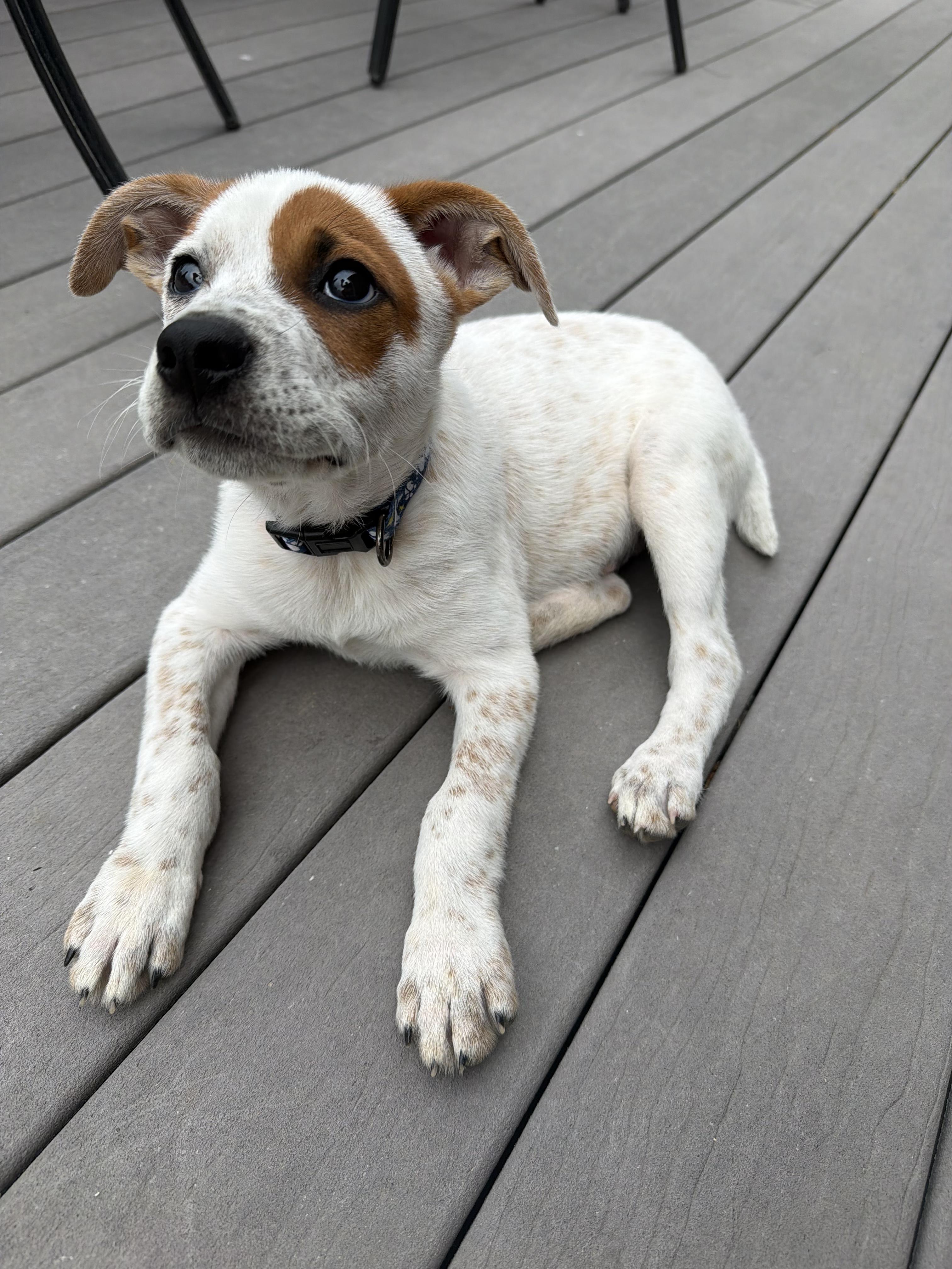 Rubble, ADOPTABLE, Puppy Male Australian Cattle Dog / Blue Heeler & Mixed Breed.