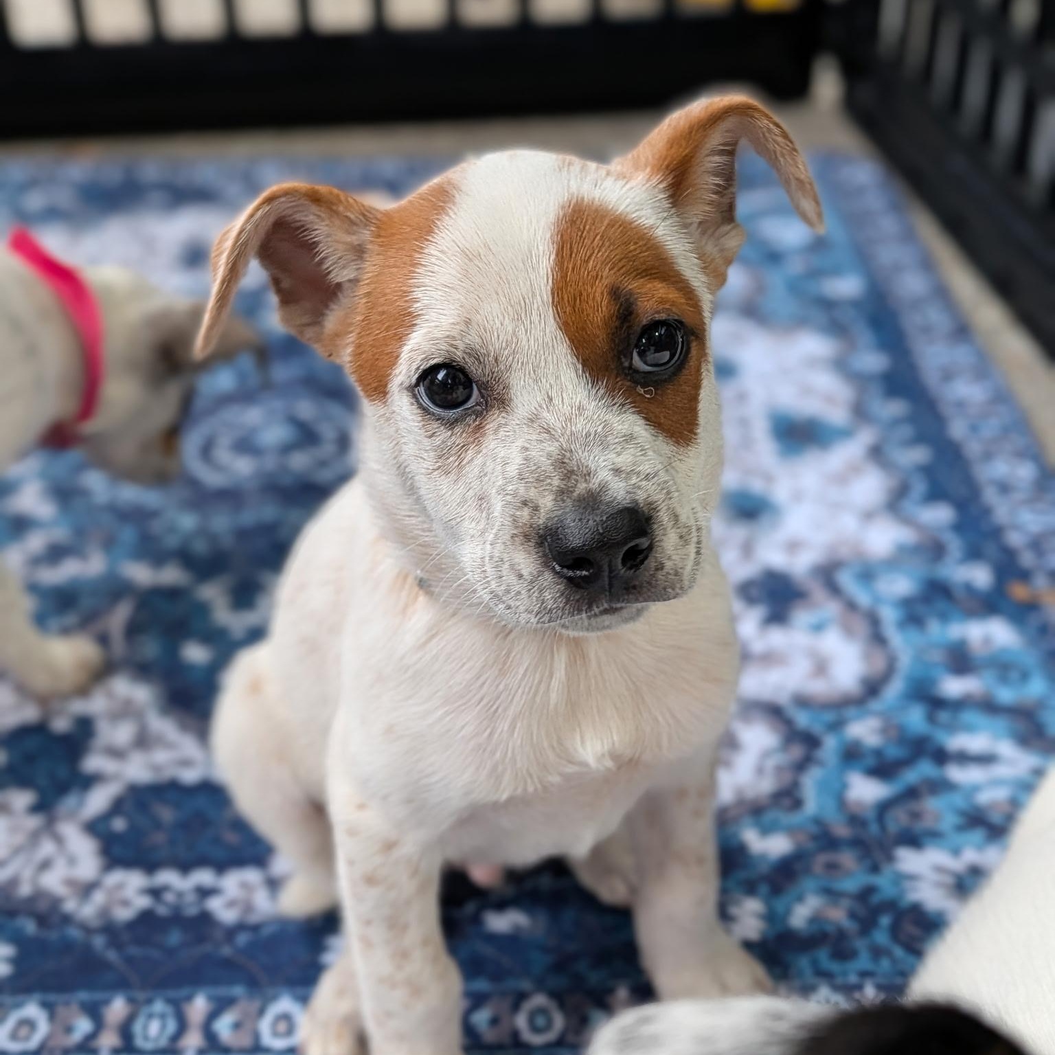 Rubble, a ADOPTABLE mixed breed in Spring hill, TN image 4/6