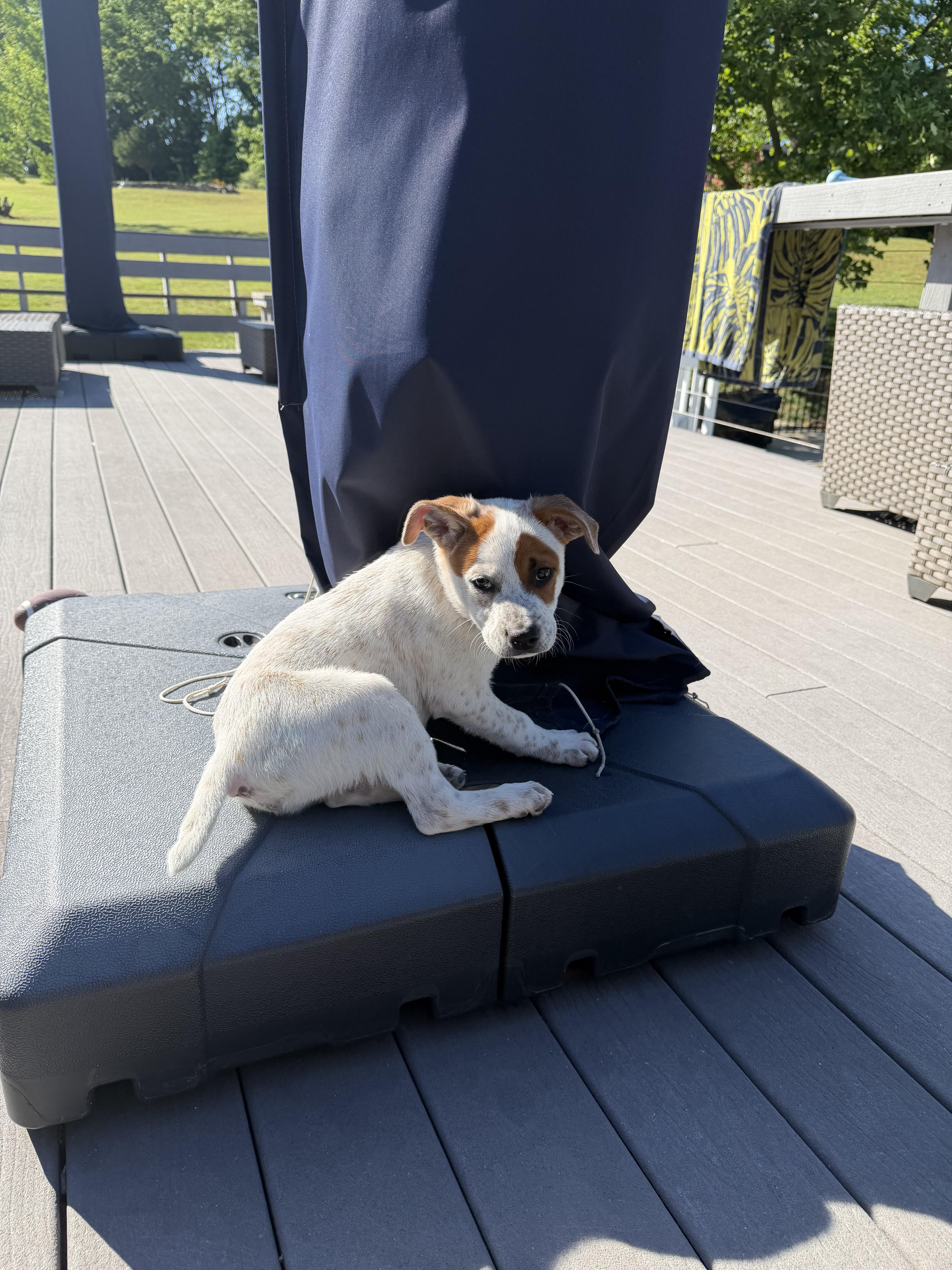 Rubble, a ADOPTABLE mixed breed in Spring hill, TN image 6/6