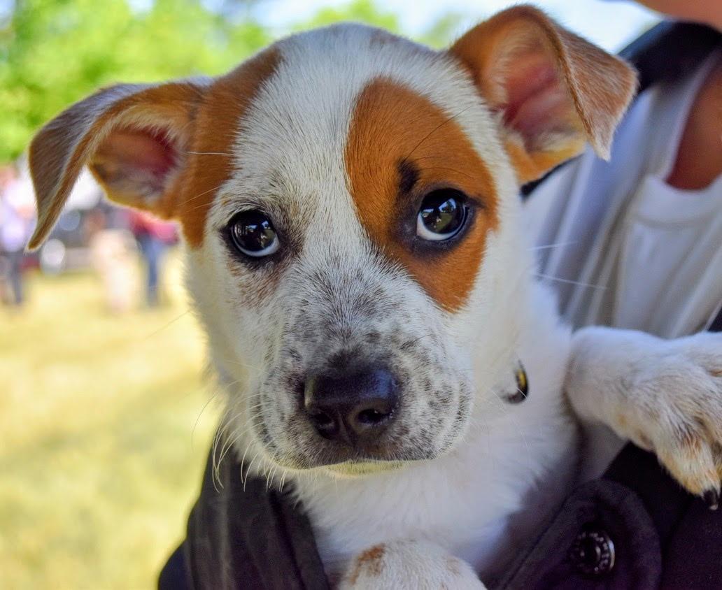Rubble, a ADOPTABLE mixed breed in Spring hill, TN image 2/6