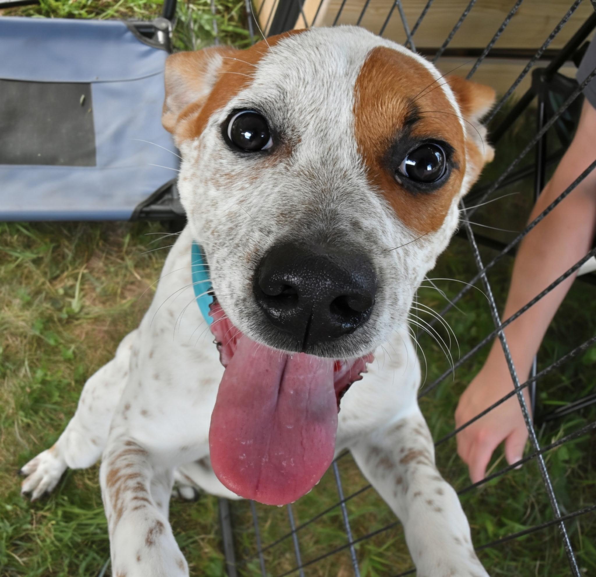 Rubble, ADOPTABLE, Puppy Male Bulldog & Border Collie.