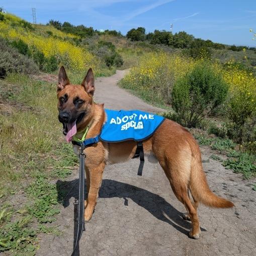 Enlarge Latraus, a Adoptable mixed breed in Long Beach, CA image 2/5