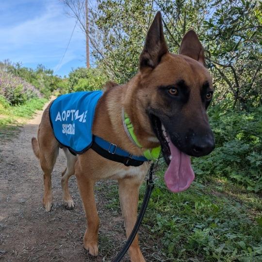 Enlarge Latraus, a Adoptable mixed breed in Long Beach, CA image 5/5
