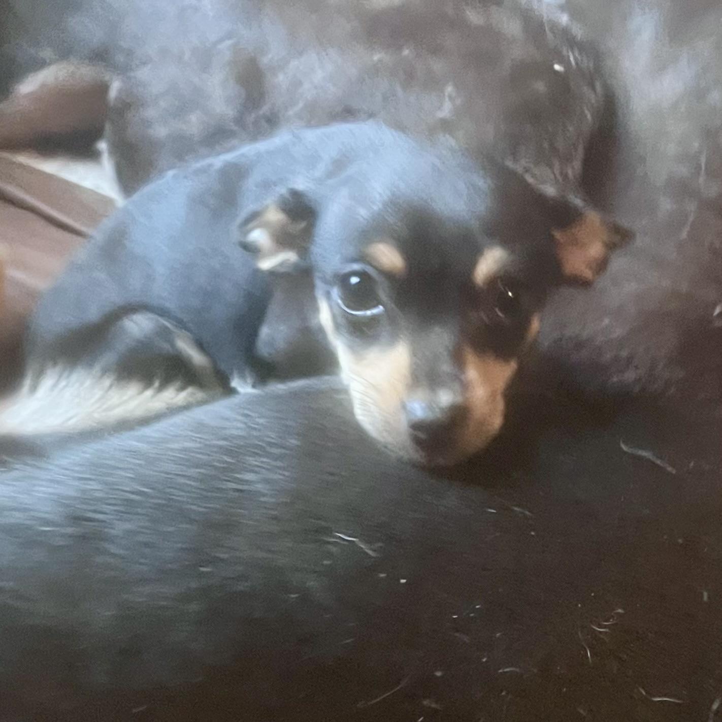 Enlarge Betty , an adopted mixed breed in Concord, CA image 3/3