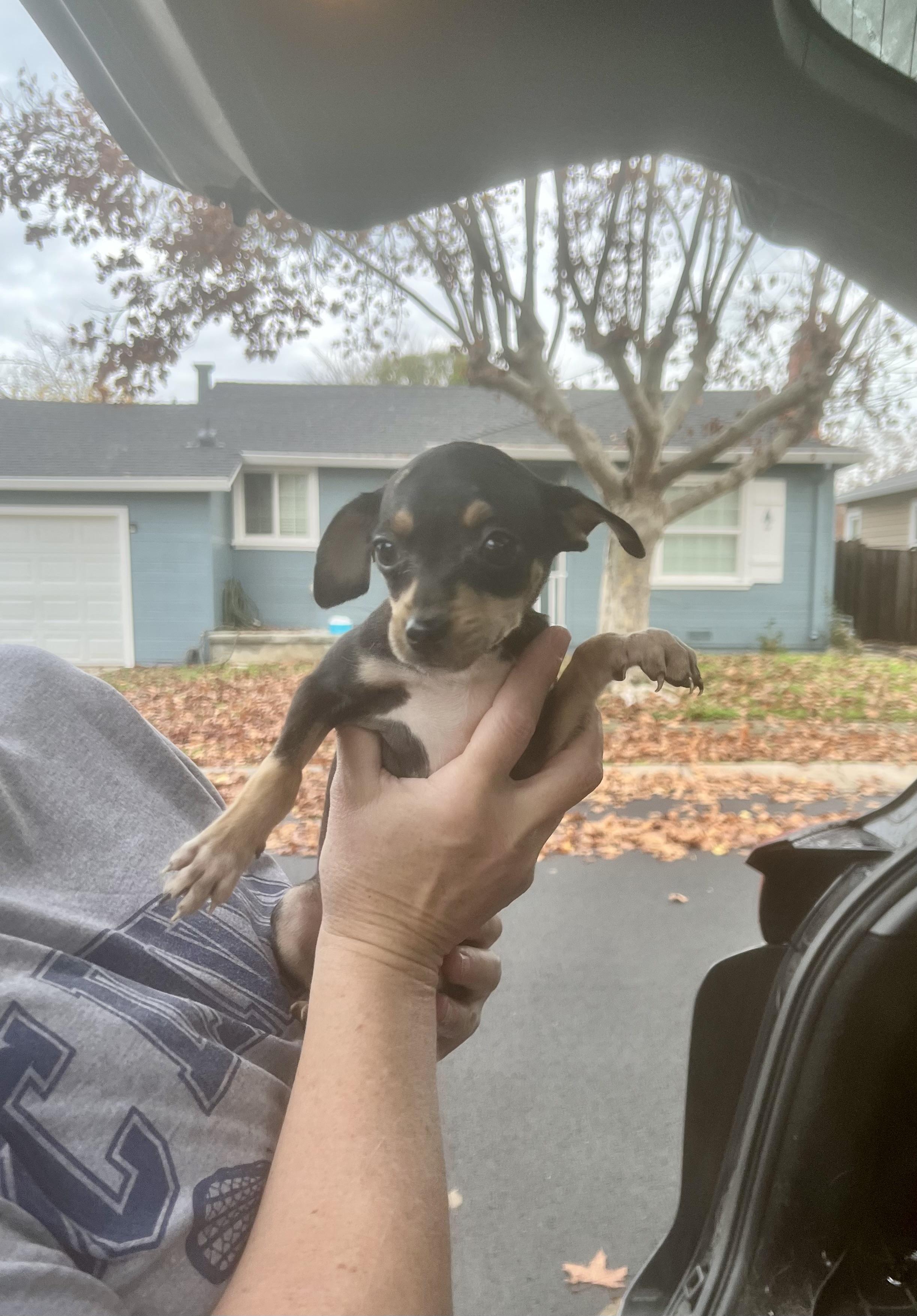 Enlarge Betty , an adopted mixed breed in Concord, CA image 1/3