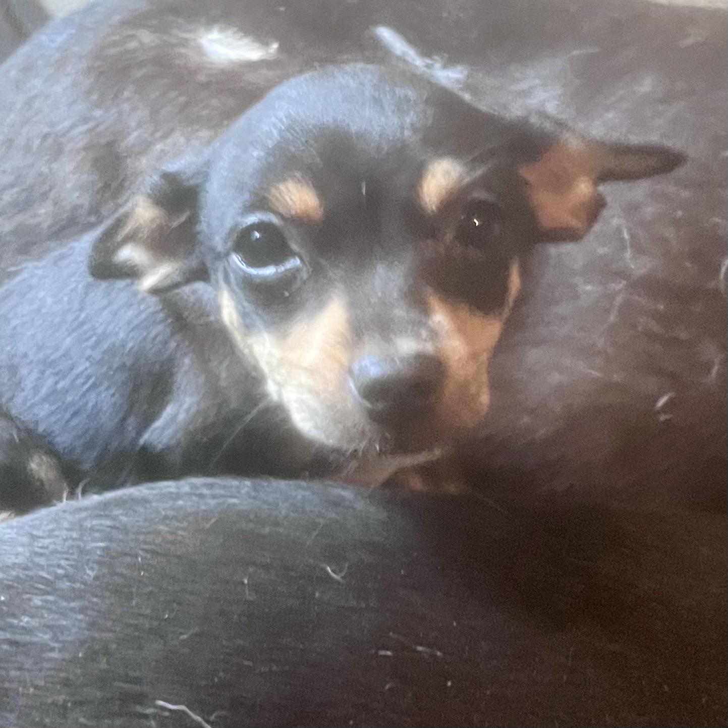 Enlarge Betty , an adopted mixed breed in Concord, CA image 2/3